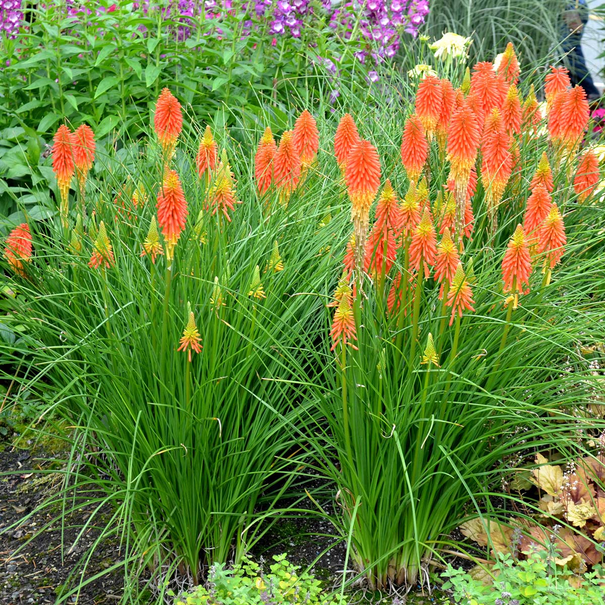 Kniphofia uvaria 'Papaya Popsicle'